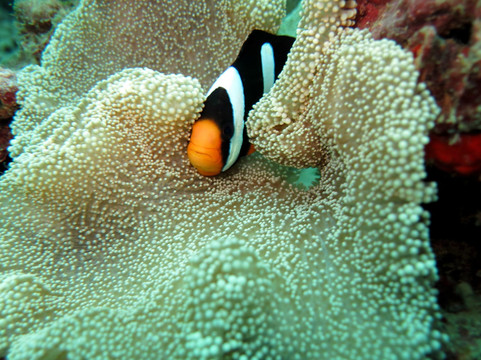 无重力潜水中心-查龙必去景点