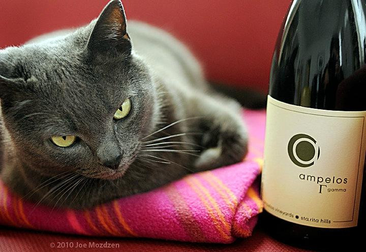 Ampelos Cellars-隆波克必去景点