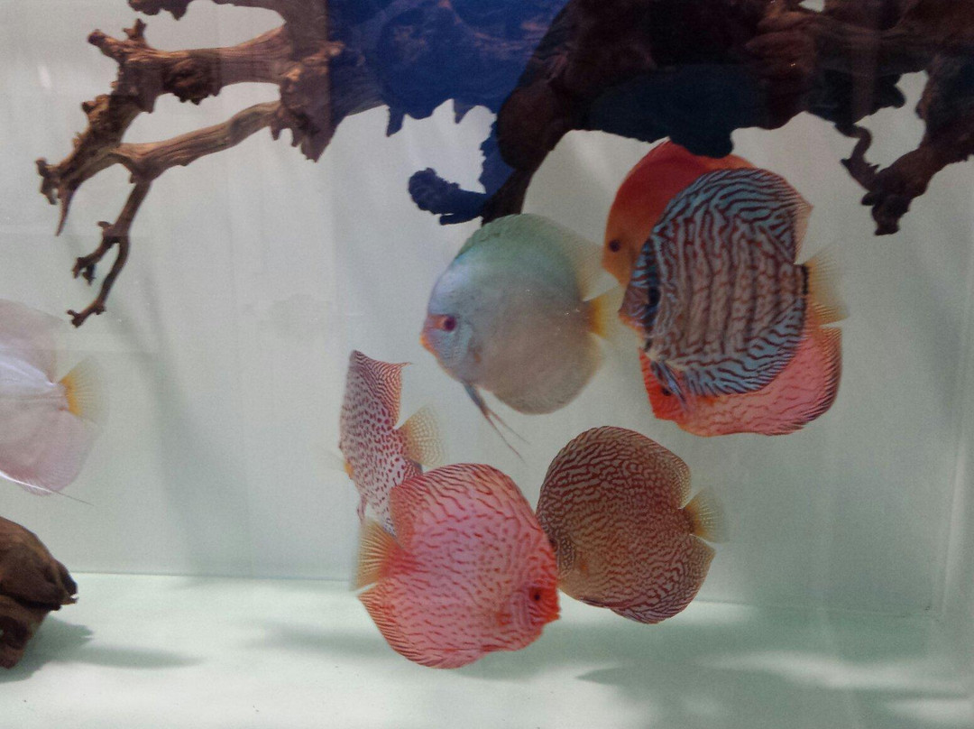 Discusnorte-桑坦德必去景点