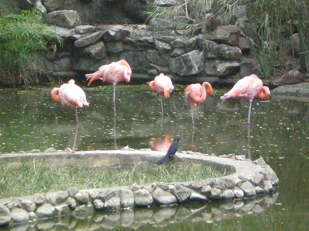 Parque Zoologico y Botanico Bararida景点图片