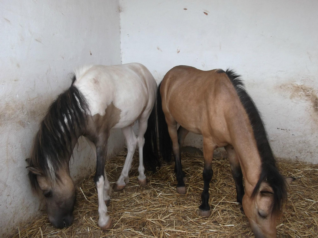 Club Hippique le Barry-卡萨布兰卡必去景点