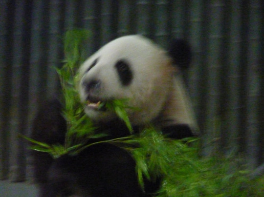 上海动物园-上海市必去景点