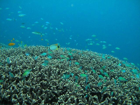 Blue Paradise Diving-沙努尔必去景点