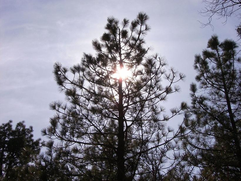 Pine Woods Resort主图