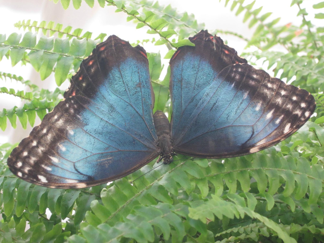 Butterfly House Elbauenpark-马格德堡必去景点