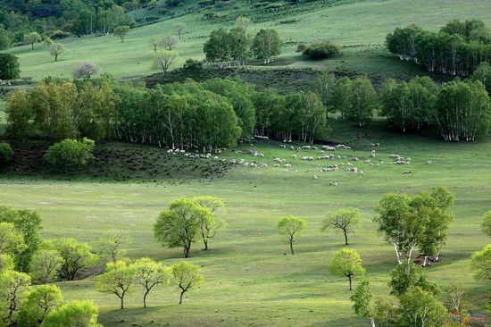 塞罕坝国家森林公园-围场县必去景点