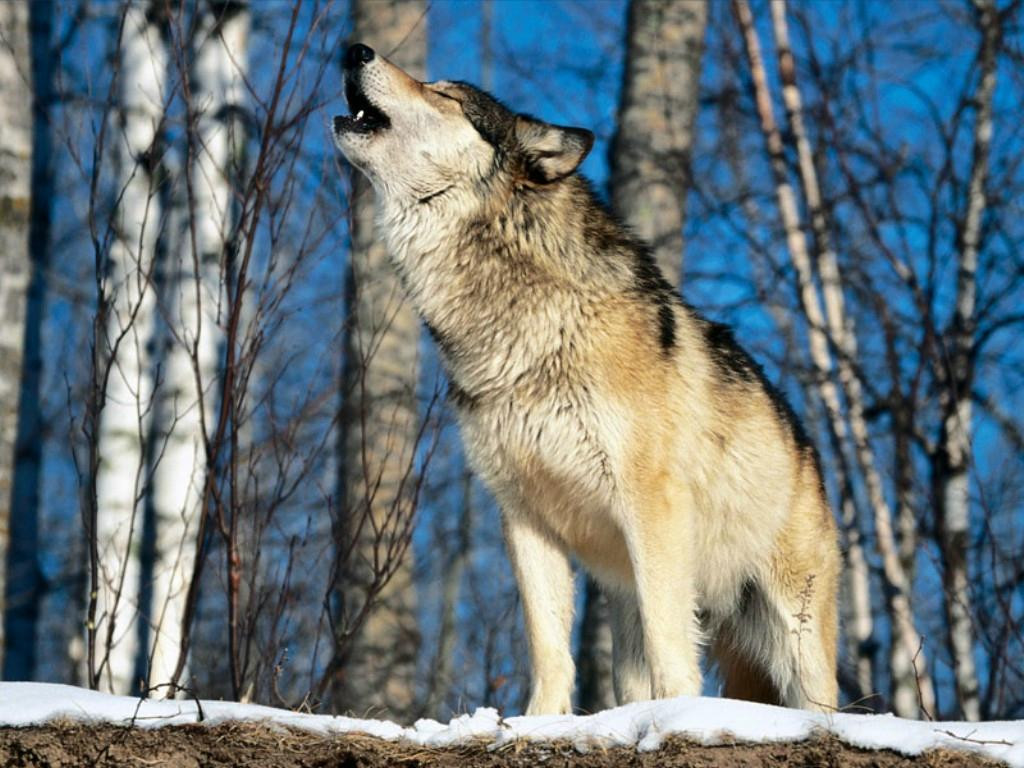 Wolfcenter Dörverden-Doerverden必去景点