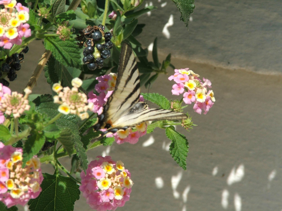 Andriana Apartments主图