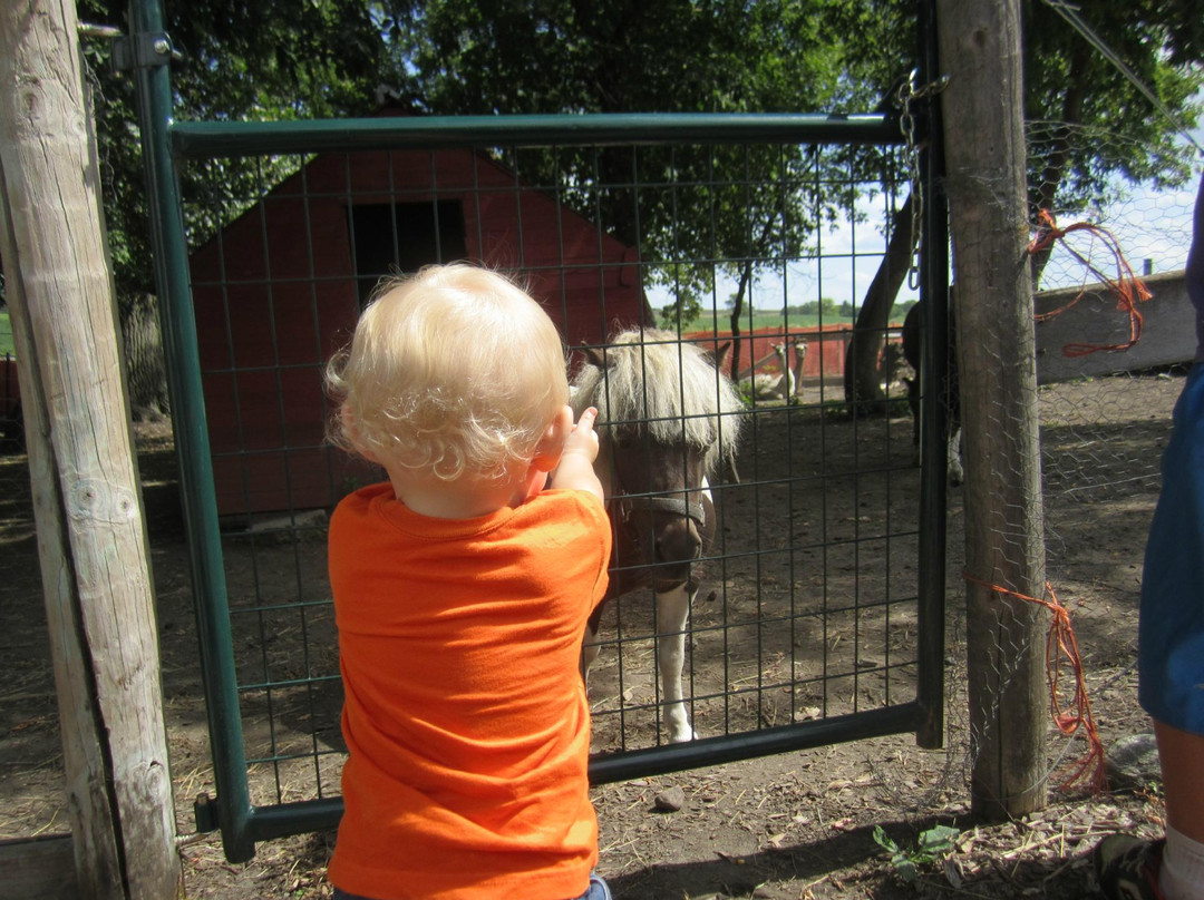 Erickson's Petting Zoo-Osakis必去景点