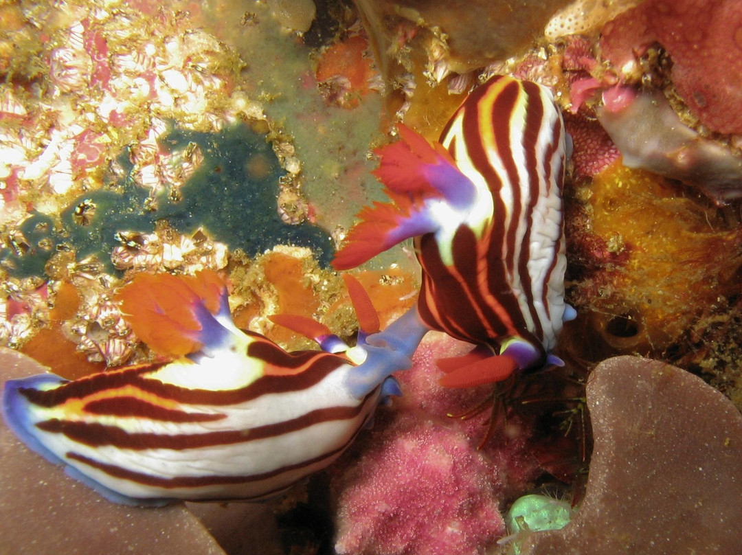 Reef Wreck and Critter - Underwater Photography-图兰本必去景点