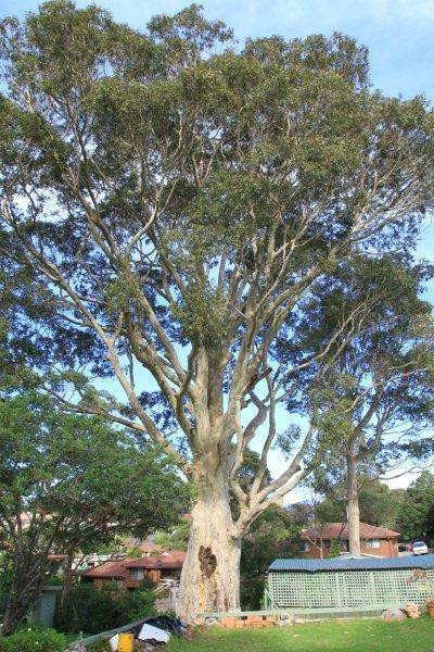 The Tree Motel主图