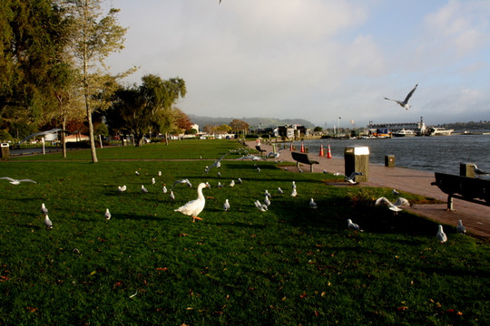 罗托鲁阿湖-罗托鲁瓦必去景点