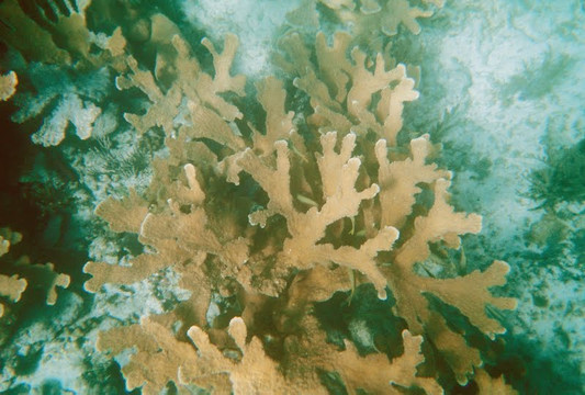 Biscayne National Park Institute-霍姆斯特德必去景点