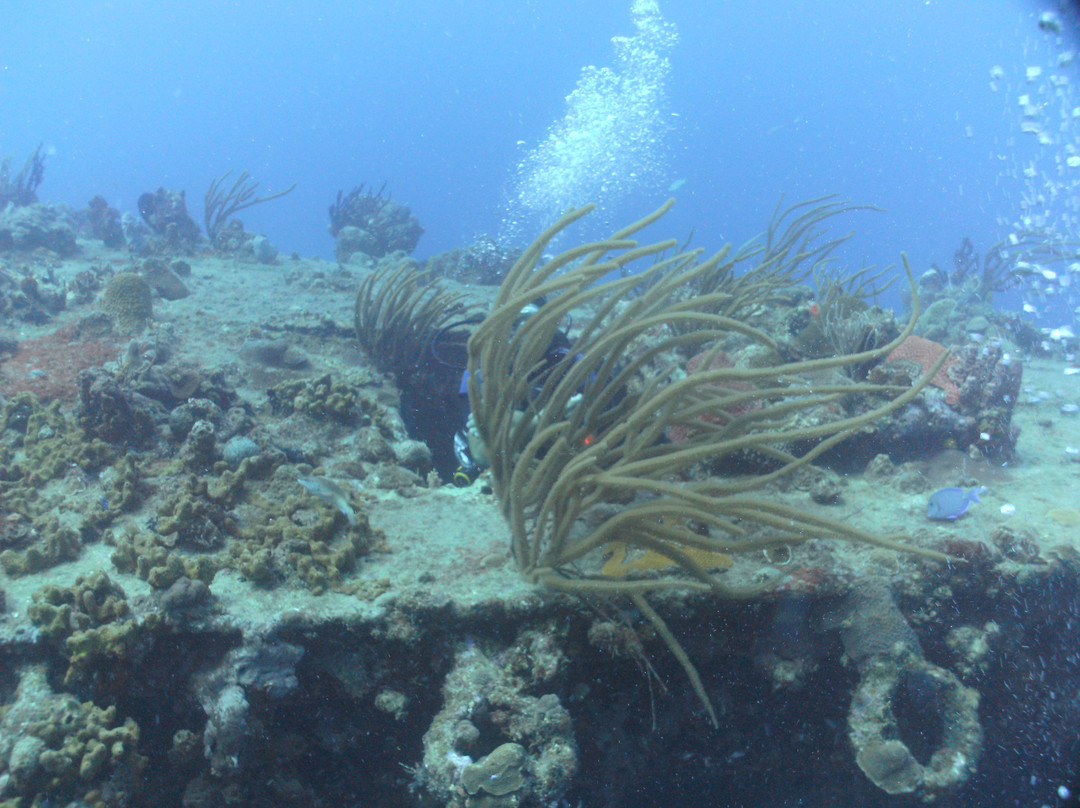 Sail Caribbean Divers-Road Town必去景点