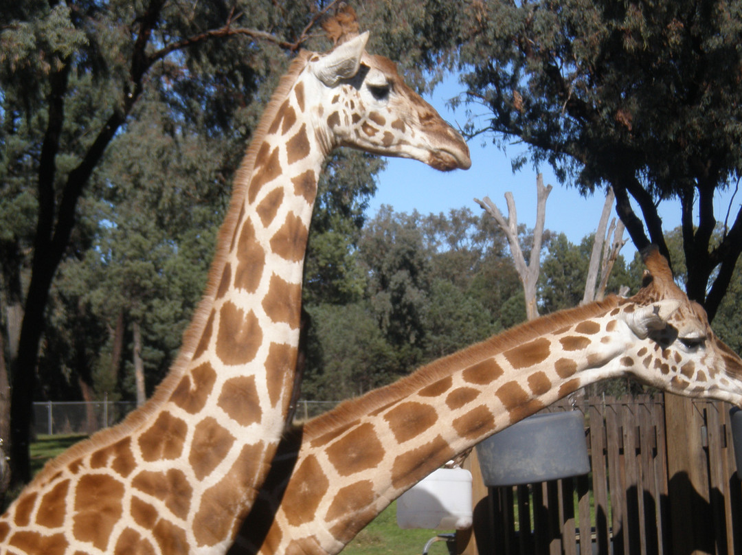 Taronga Western Plains Zoo-达博必去景点