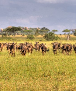Seronera景点门票图片