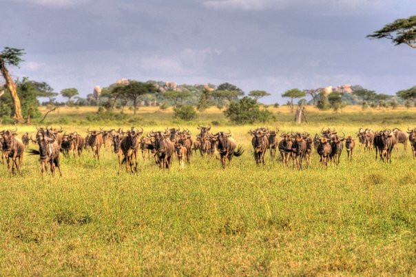 Seronera-塞伦盖蒂国家公园必去景点