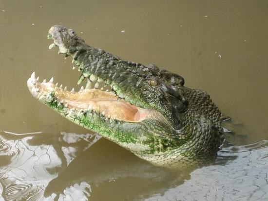 Crocodylus Park-达尔文市必去景点