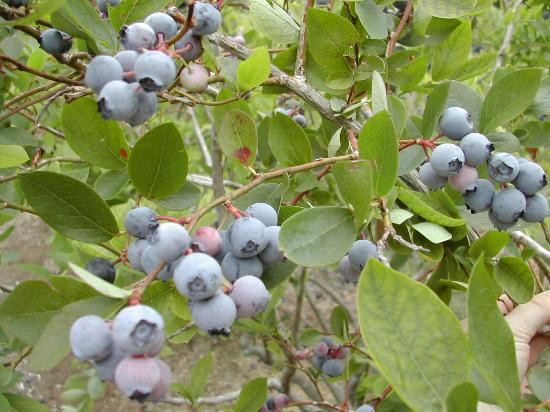 Persimmon Hill Farm-Lampe必去景点