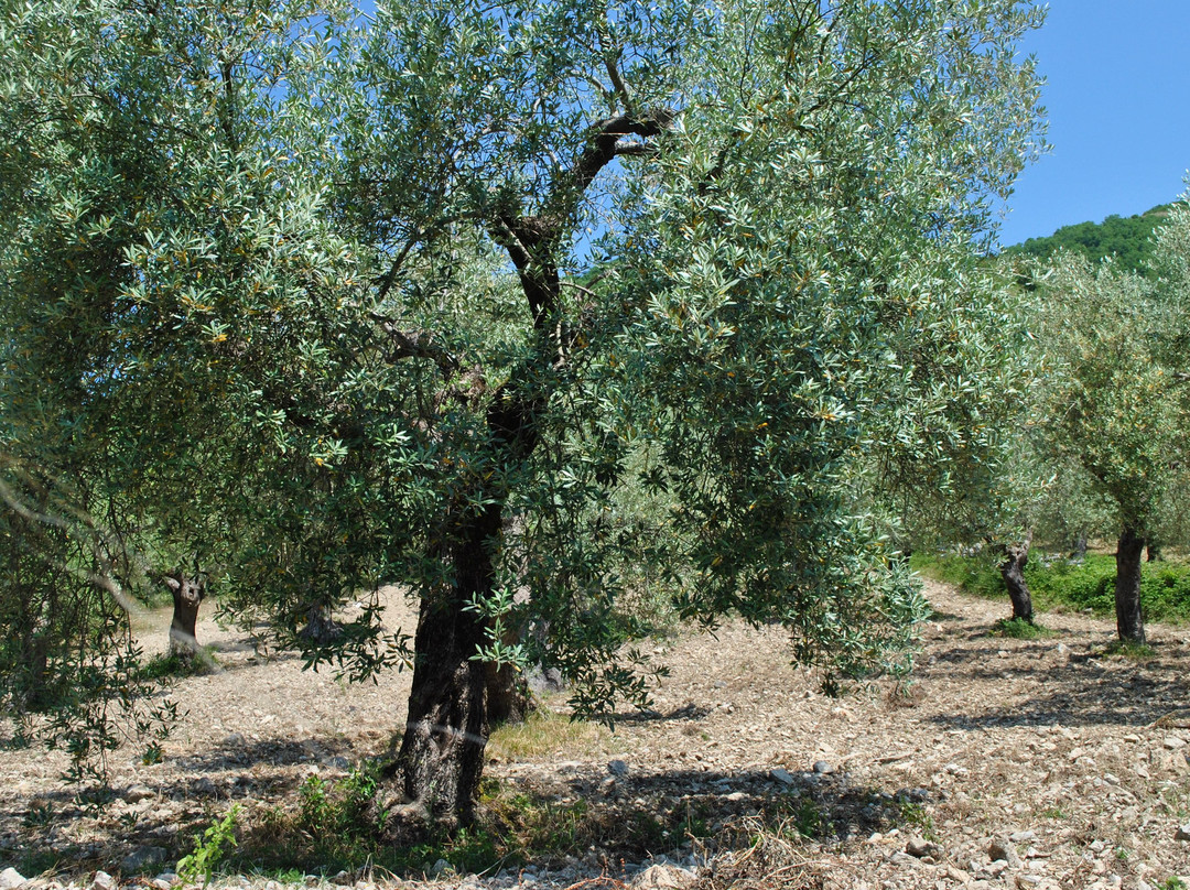 Azienda Agricola L'Arco Antico-Pozzilli必去景点