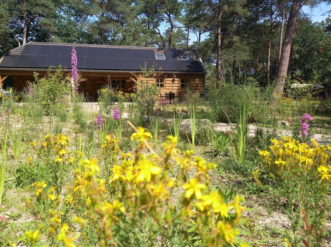 Bospark Langeloërduinen Norg