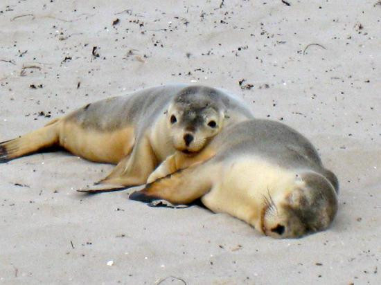 Kangaroo Island Wilderness Tours-袋鼠岛必去景点