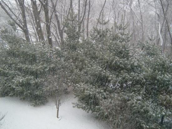 纽约植物园-布朗克斯必去景点