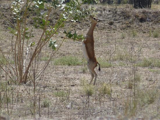 Bishnoi Village Safari-焦特布尔必去景点