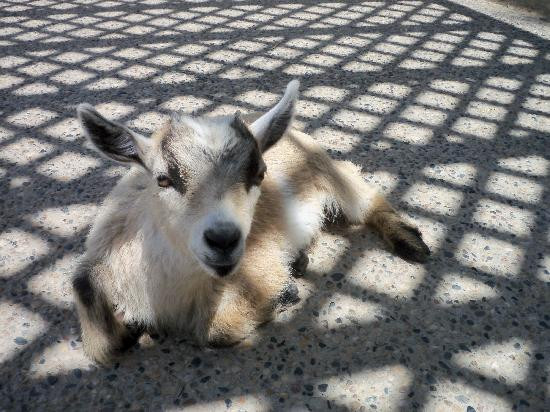 Red River Zoo-法戈必去景点