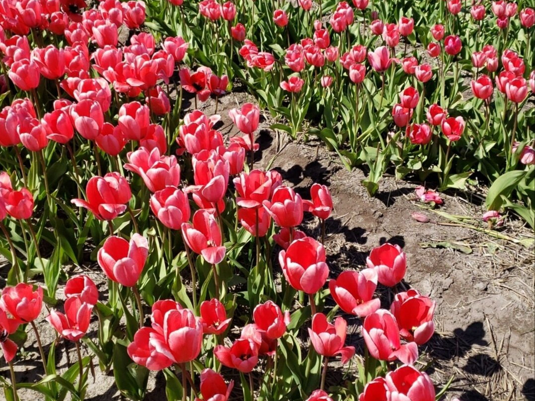 The Flower Bulb Region-利塞必去景点