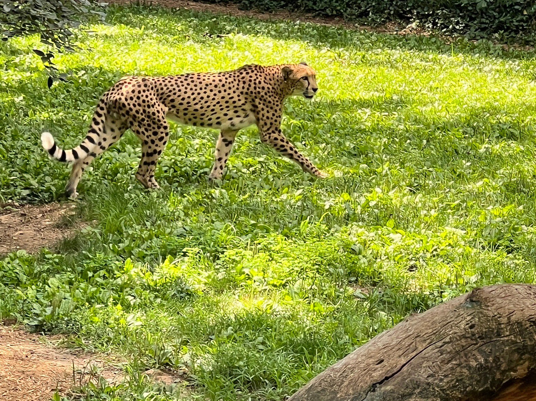 Cincinnati Zoo & Botanical Garden景点图片