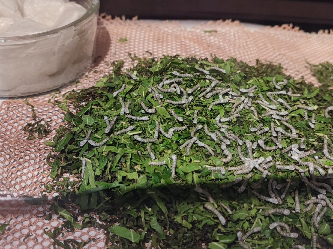 Verasoie Musée Magnanerie景点图片