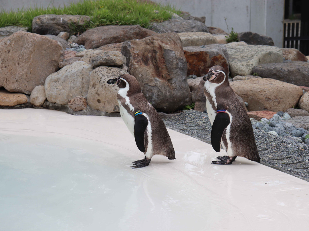 Komoro City Zoo-小诸市必去景点
