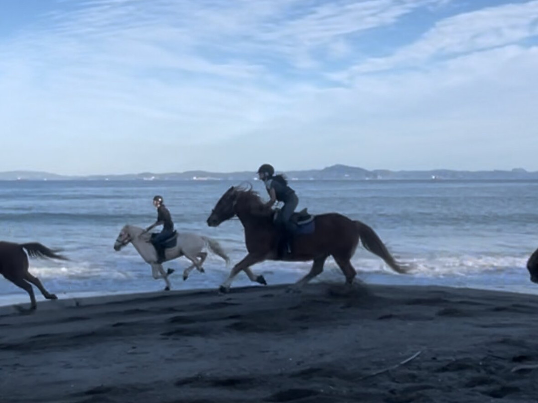 Horse Trekking Farm Miurakaigan-三浦市必去景点