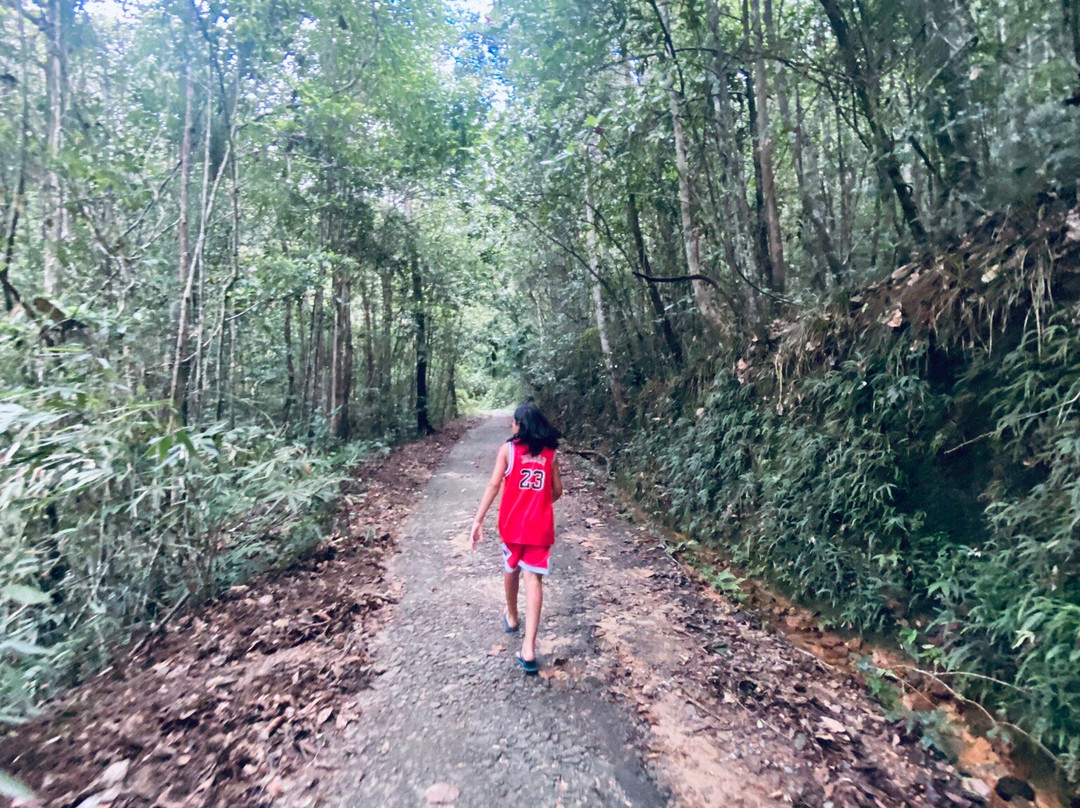 Kanneliya Rain Forest Reserve景点图片