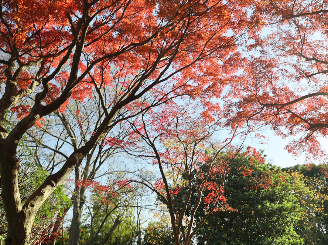 Tojogaoka Historical Park-松户市必去景点