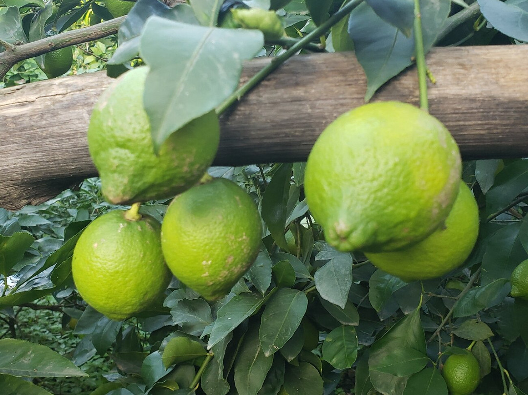 La Masseria Farm Experience景点图片