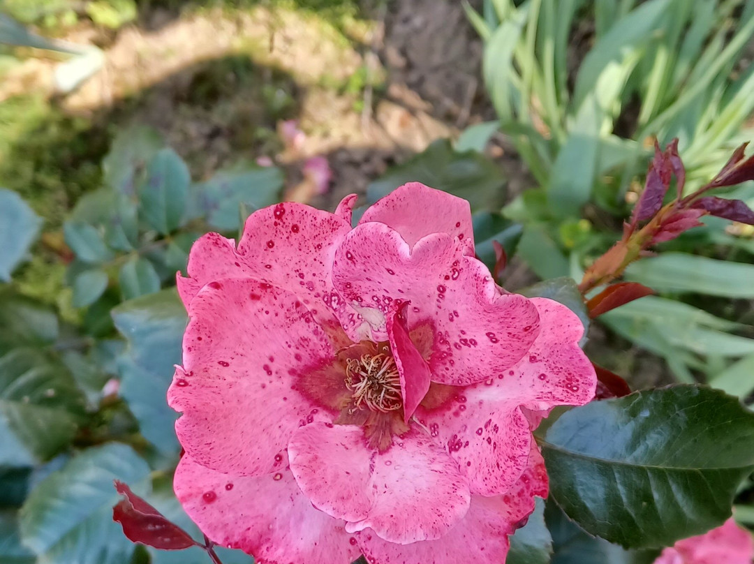 Le Jardin De La Méditation景点图片