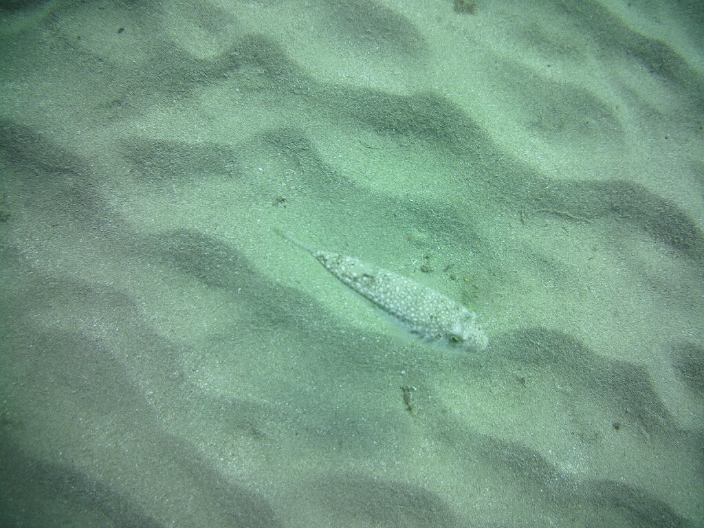 Divepoint景点图片