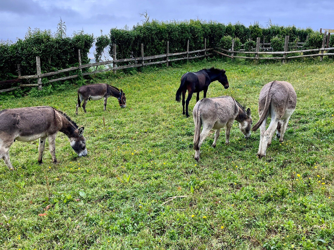 Donkeys & Friends-Agua de Alto必去景点