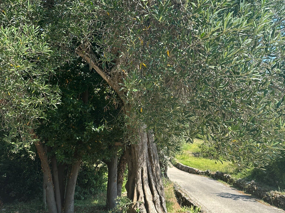 Family Danicic - Island of Sipan主图