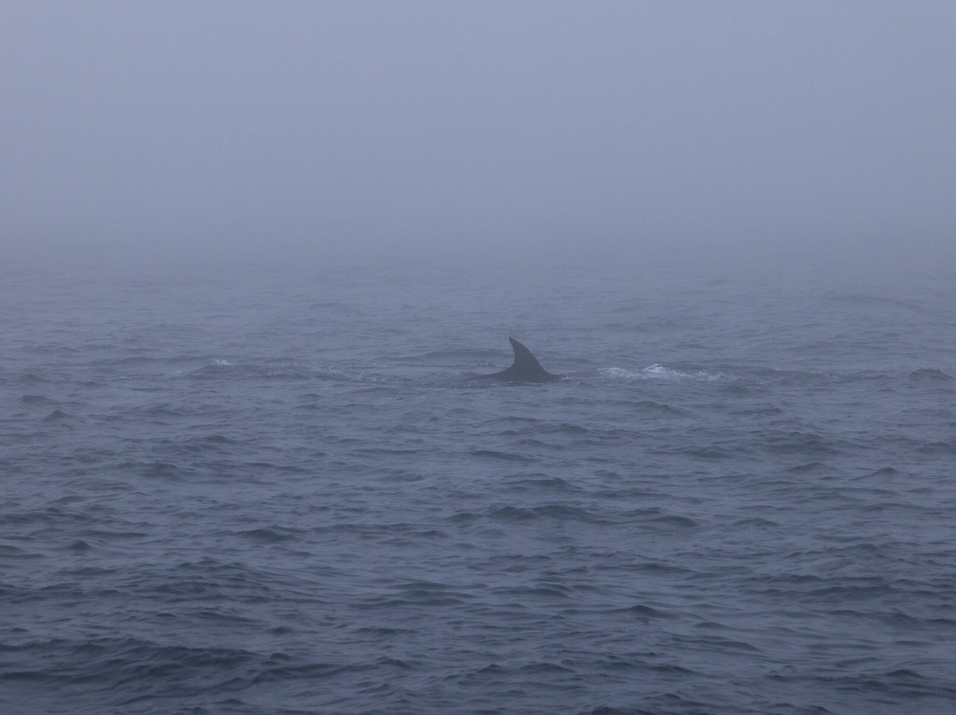 Brier Island Whale and Seabird Cruises-Westport必去景点