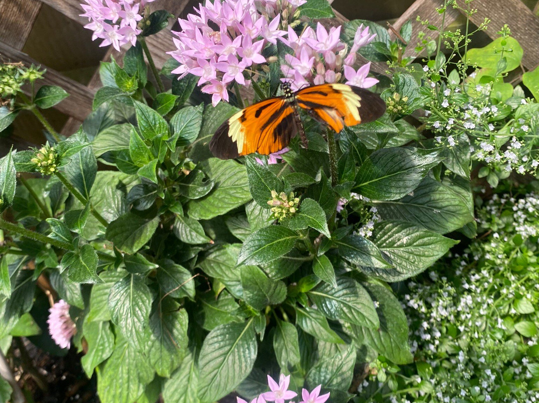 The Original Mackinac Island Butterfly House & Insect World景点图片