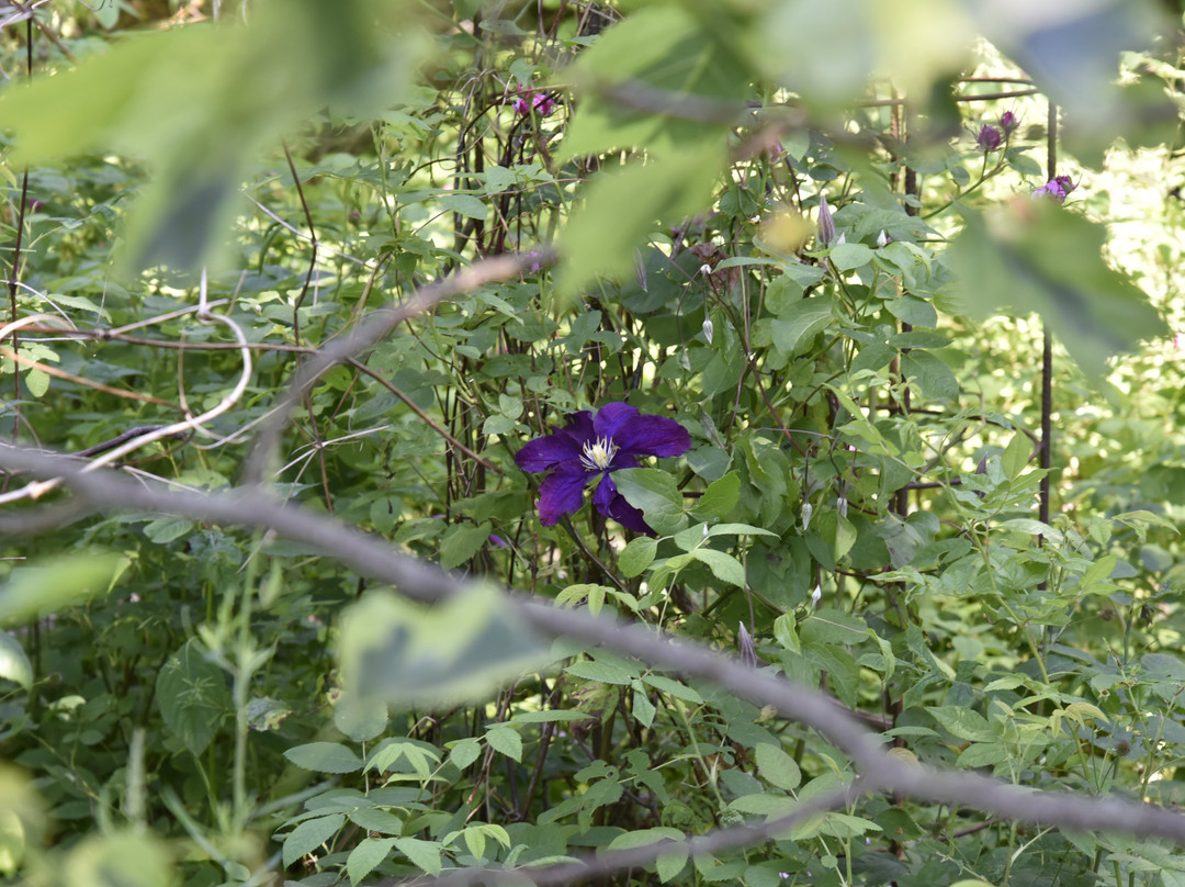 Killahusets trädgård-Borrby必去景点