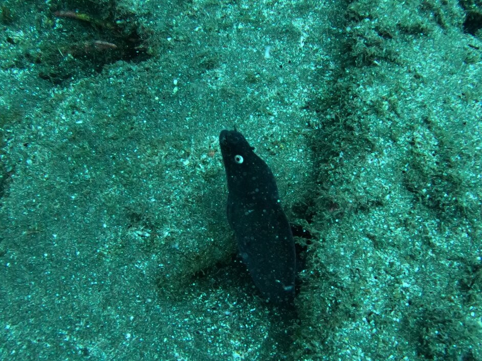 Blue Bottom Diving-奥德杰海岸必去景点