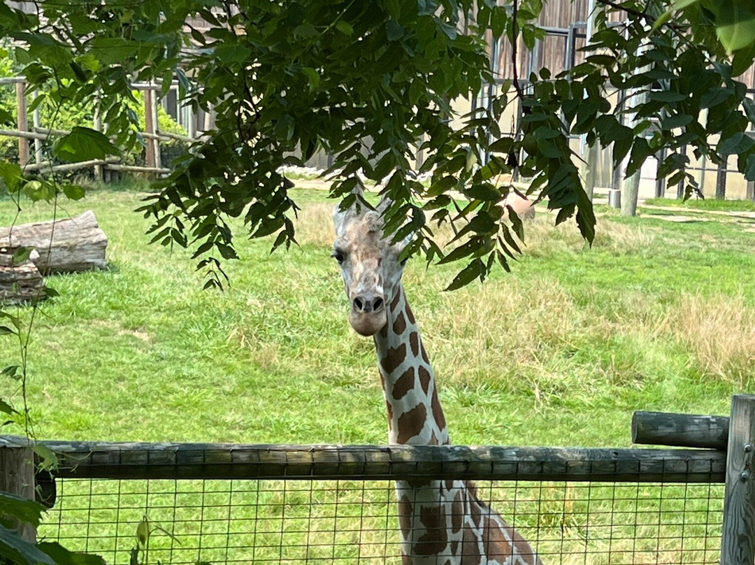 Peoria Zoo-皮奥里亚必去景点