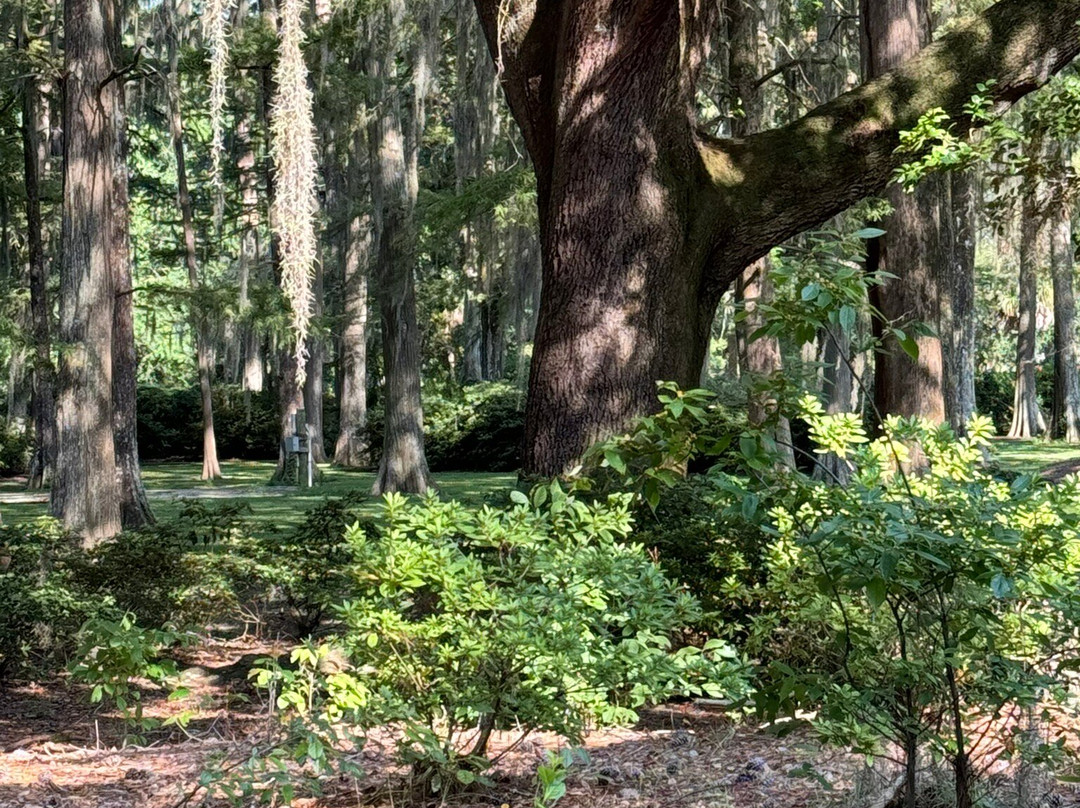 Edisto Memorial Gardens景点图片