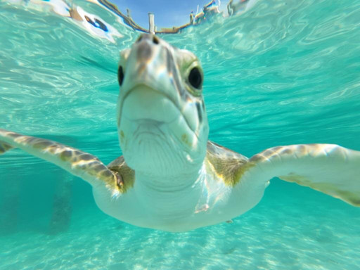 Turtles Nest Bahamas主图