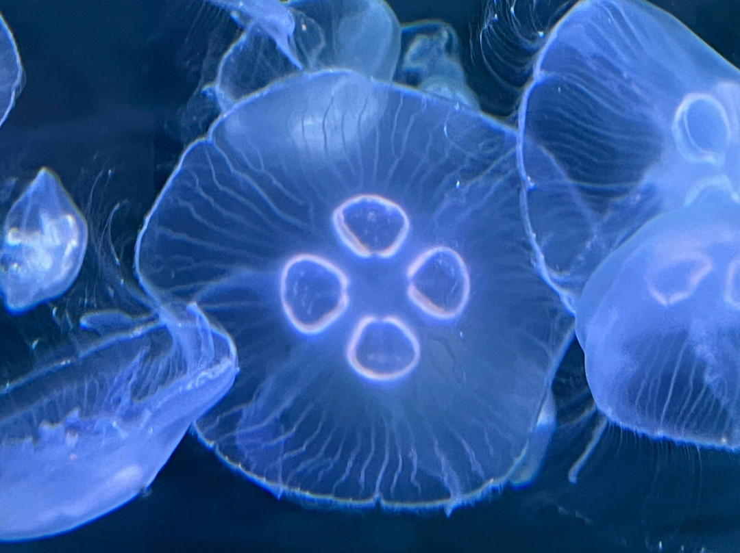 Nordsoen Oceanarium景点图片