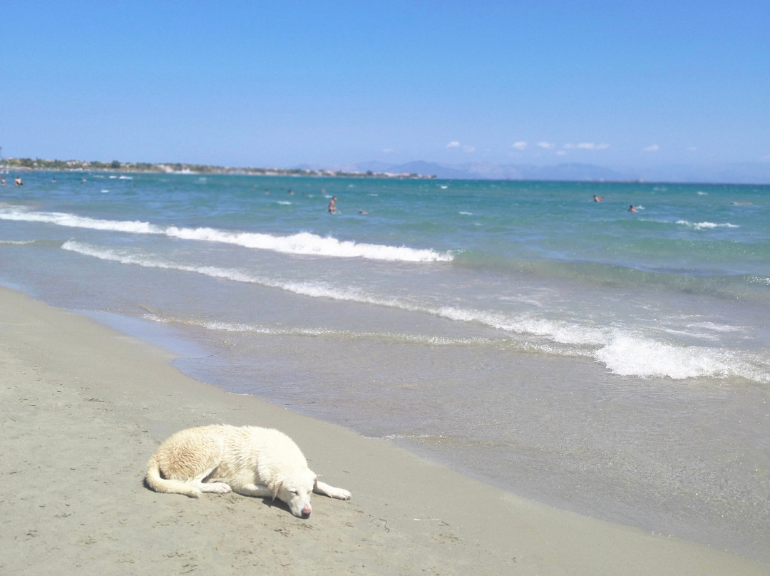 Paralia Artemidos景点图片